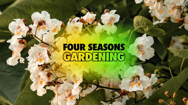 Group of white flowers with yellow centers blooming on tree with text overlay reading Four Seasons Gardening.