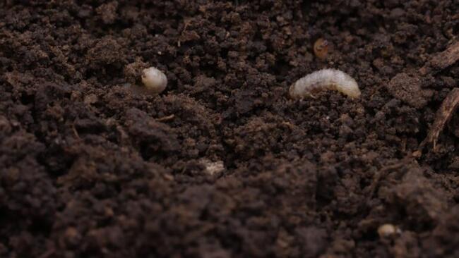 Grape colaspis larvae
