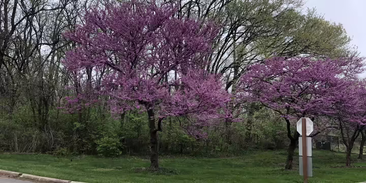 Native redbud trees