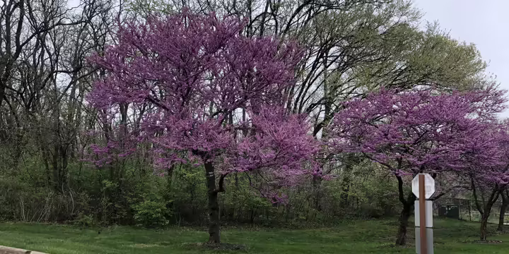 Native redbud trees