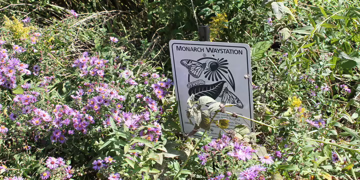 Native plants in schoolyard monarch butterfly habitat