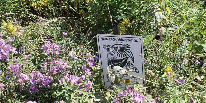 Native plants in schoolyard monarch butterfly habitat