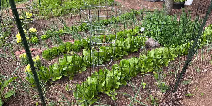 Vegetable Garden Rows