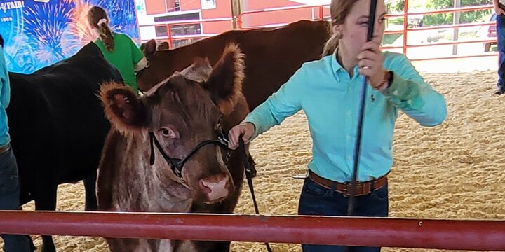 girl leading a cow in show ring