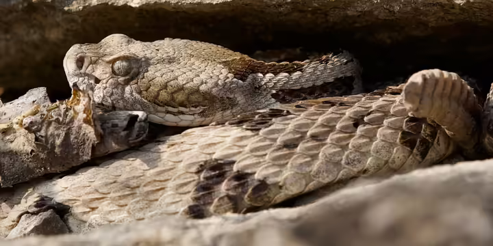 A coiled up timber rattler snake under rocks