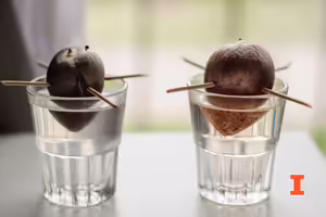 seeds with toothpicks positioned over a glass of water