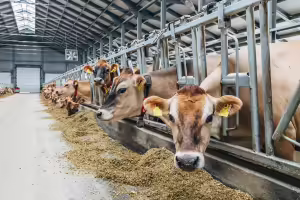 Animal Science at University of Illinois