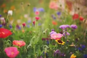 Field of wildflowers