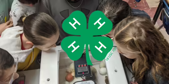 kids watching baby chicks hatch. green 4-H clover