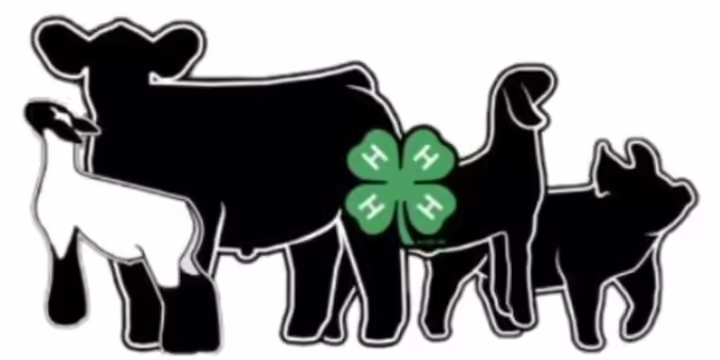 sheep, steer, goat, pig with a 4-H clover