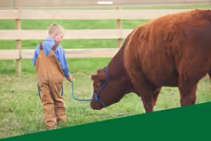 young boy leading a cow