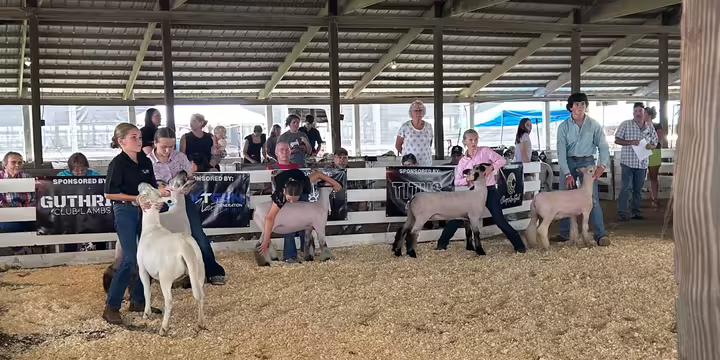 Mercer County 4-H Members Showing Sheep