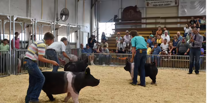 Henry County 4-H members showing pigs