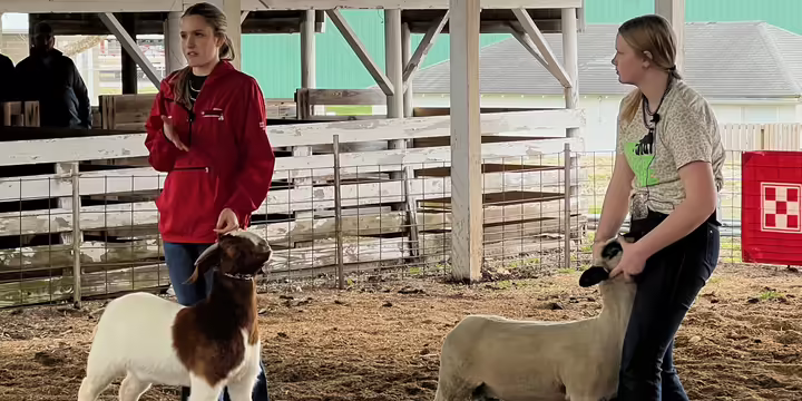 two girls showing goat and sheep