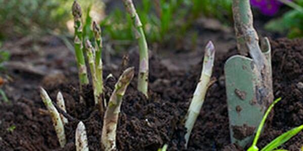Asparagus sprouting in garden