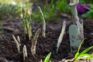 Asparagus sprouts in garden