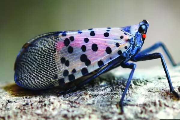 Spotted lanterfly