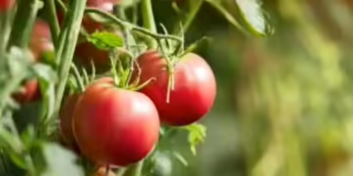 Tomatoes on the vine