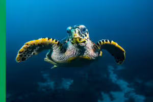 sea turtle swimming in the ocean