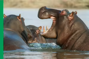 hippos. one with its mouth open wide.