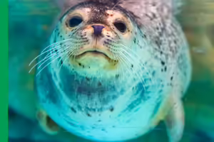 seal swimming in water