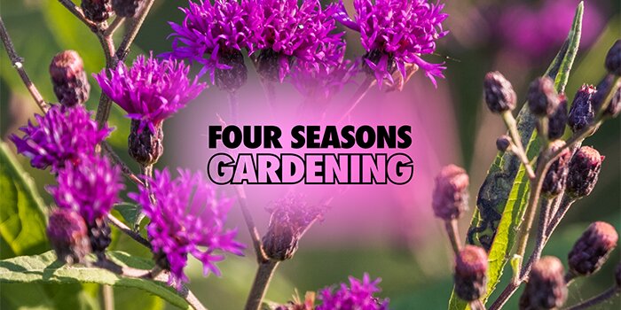 purple flowers with text overlay that reads Four Seasons Gardening