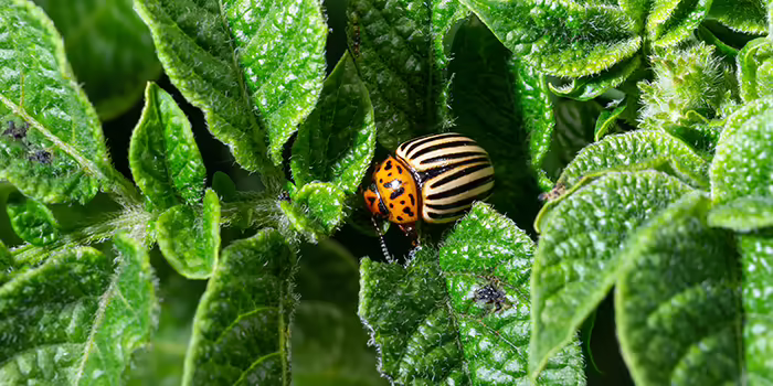 colorado potato beetle