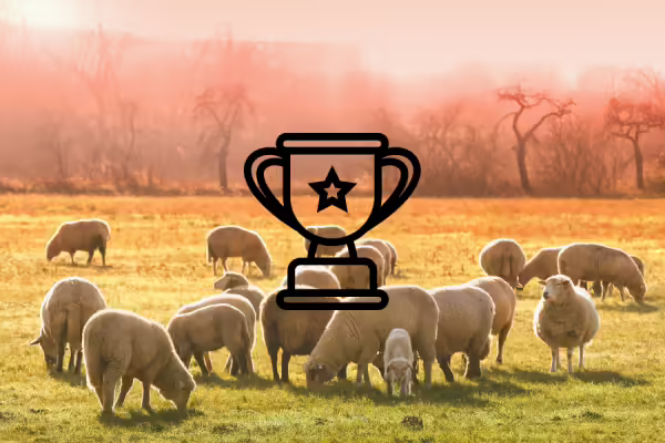 Sheep in a field at sunset with a graphic of a trophy over the photo.