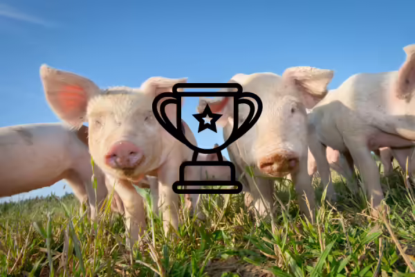 A group of pigs in a field with a graphic of a trophy over the image.