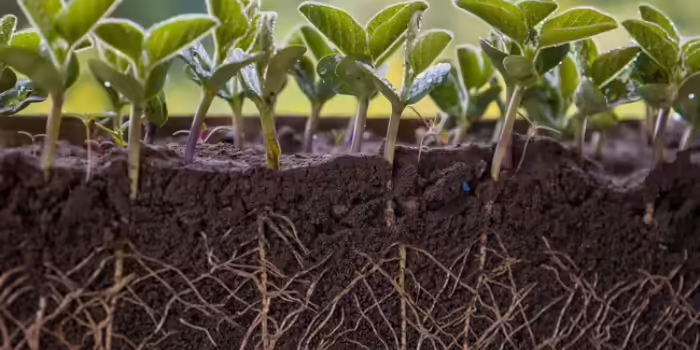 A close up view of a plant and soil surrounding it.