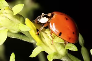Asian Lady Beetle