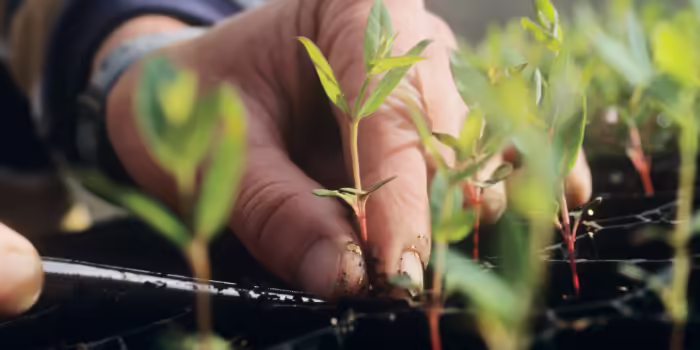 A close-up of a hand gently placing young seedlings into a planting tray.