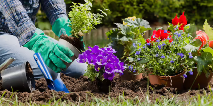 A person wearing gardening gloves plants flowering and green ornamental plants in a garden bed.
