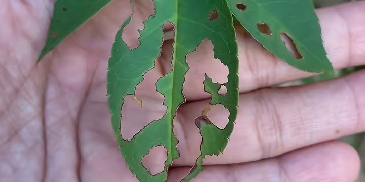 Plant leave eaten by insects
