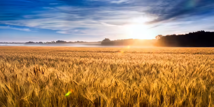 A crop field with the sun rising. 