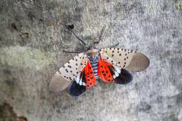 a colorful red and brown moth with wings spread on a tree