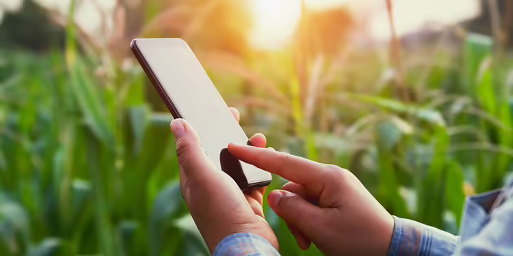 A person with a phone in a corn field