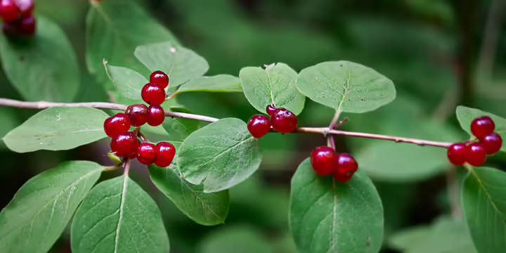 Bush honeysuckle leaves and fruit with the words introduction to invasive species management