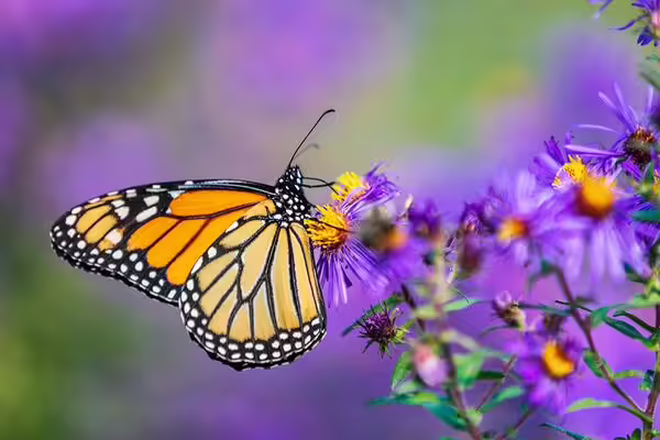 a monarch butterfly perched on purple aster flowers