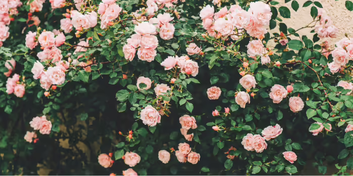 A bush covered with clusters of pale pink roses in full bloom among dense green leaves.