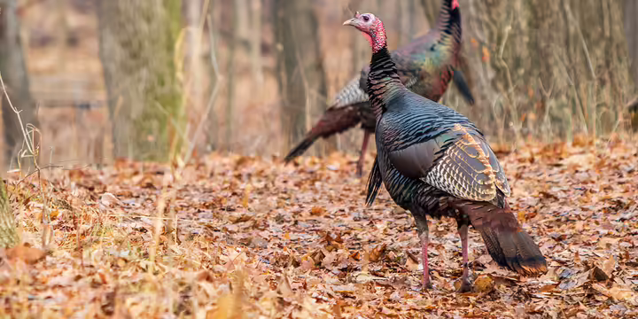 two turkeys in a fall forest