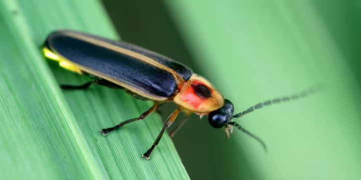 a firefly on a leaf
