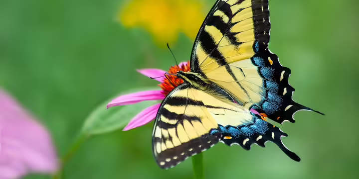 a yellow and blue swallowtail butterfly perches on a pink flower