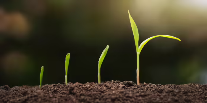 Four young green seedlings emerging from dark soil, arranged from smallest to tallest.