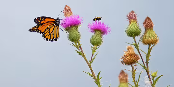 A butterfly and bee on native flowers 