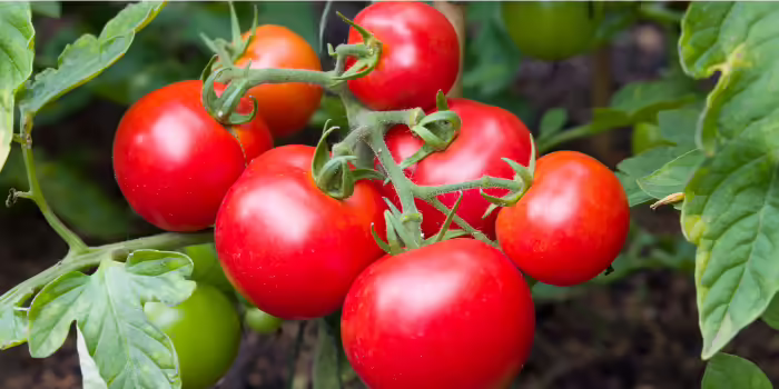 Tomatoes on a vine.