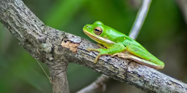 a green tree frog on a branch 