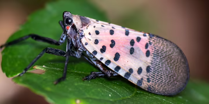 spotted lanternfly