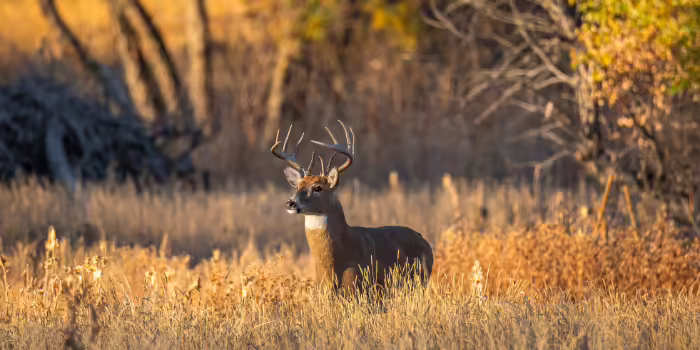 A white-tailed buck standing in tall golden grass at the edge of a wooded area.