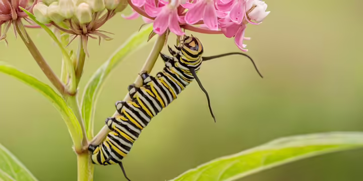 a yellow black and white striped caterpillar on a pink flower